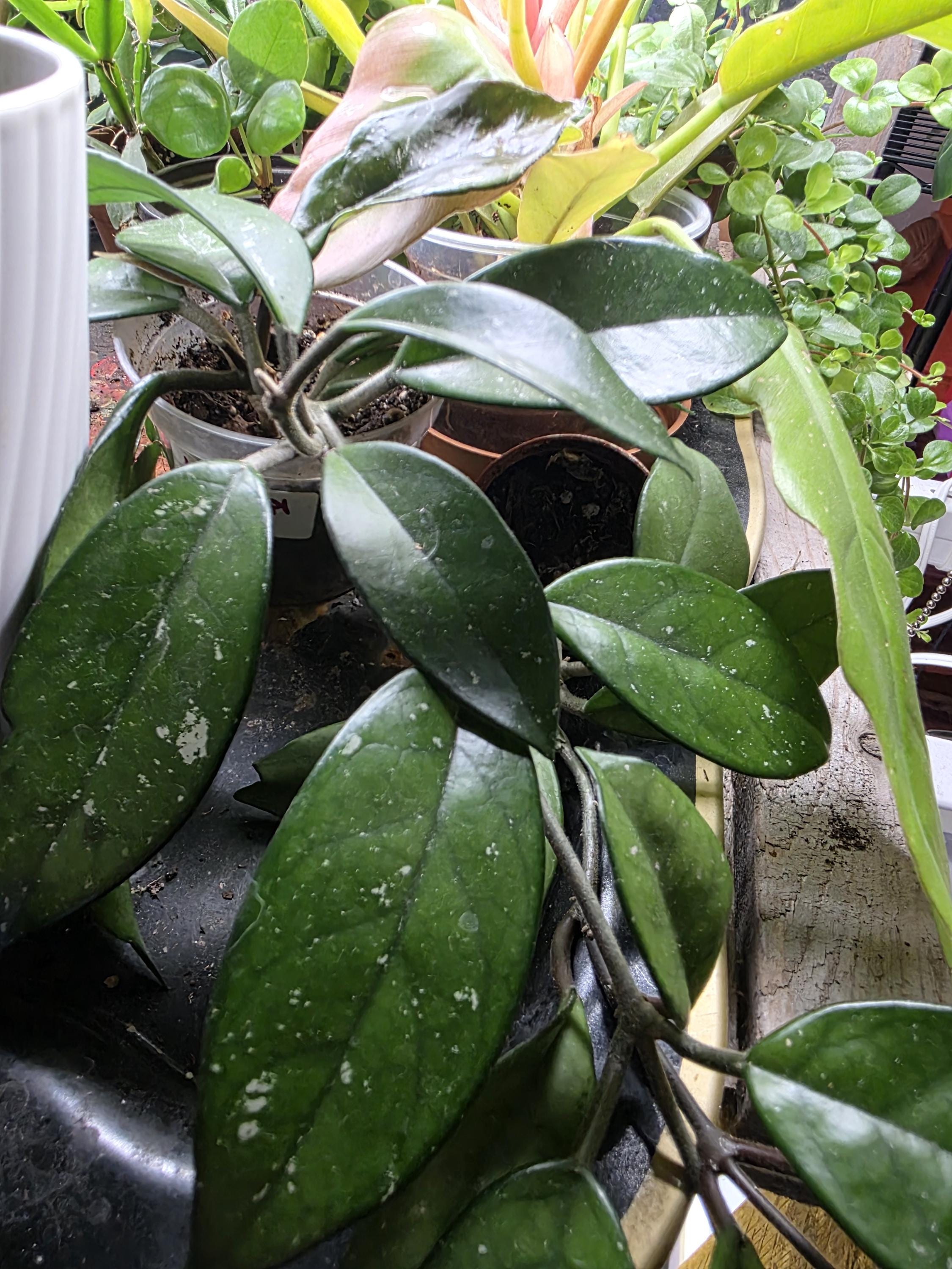 Hoya splash