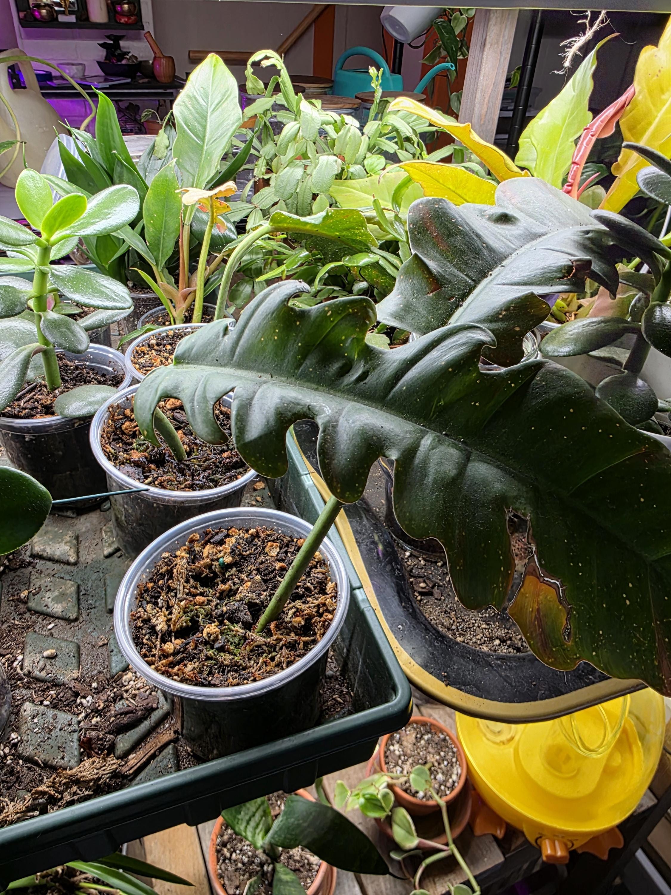 Single leaf rooted prop. Jungle boogie philodendron