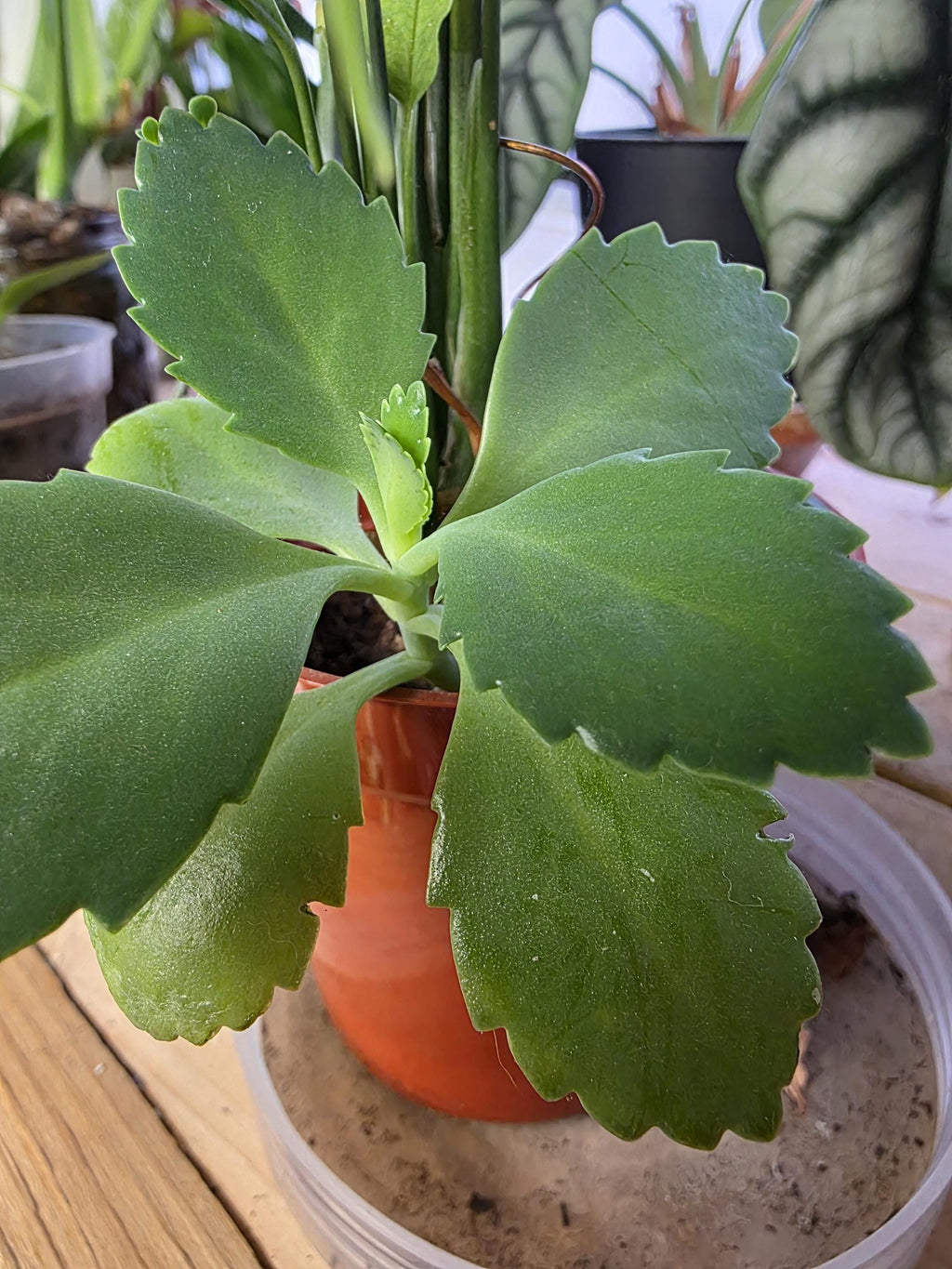 Mother of a Thousand babies