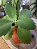 Mother of a Thousand babies