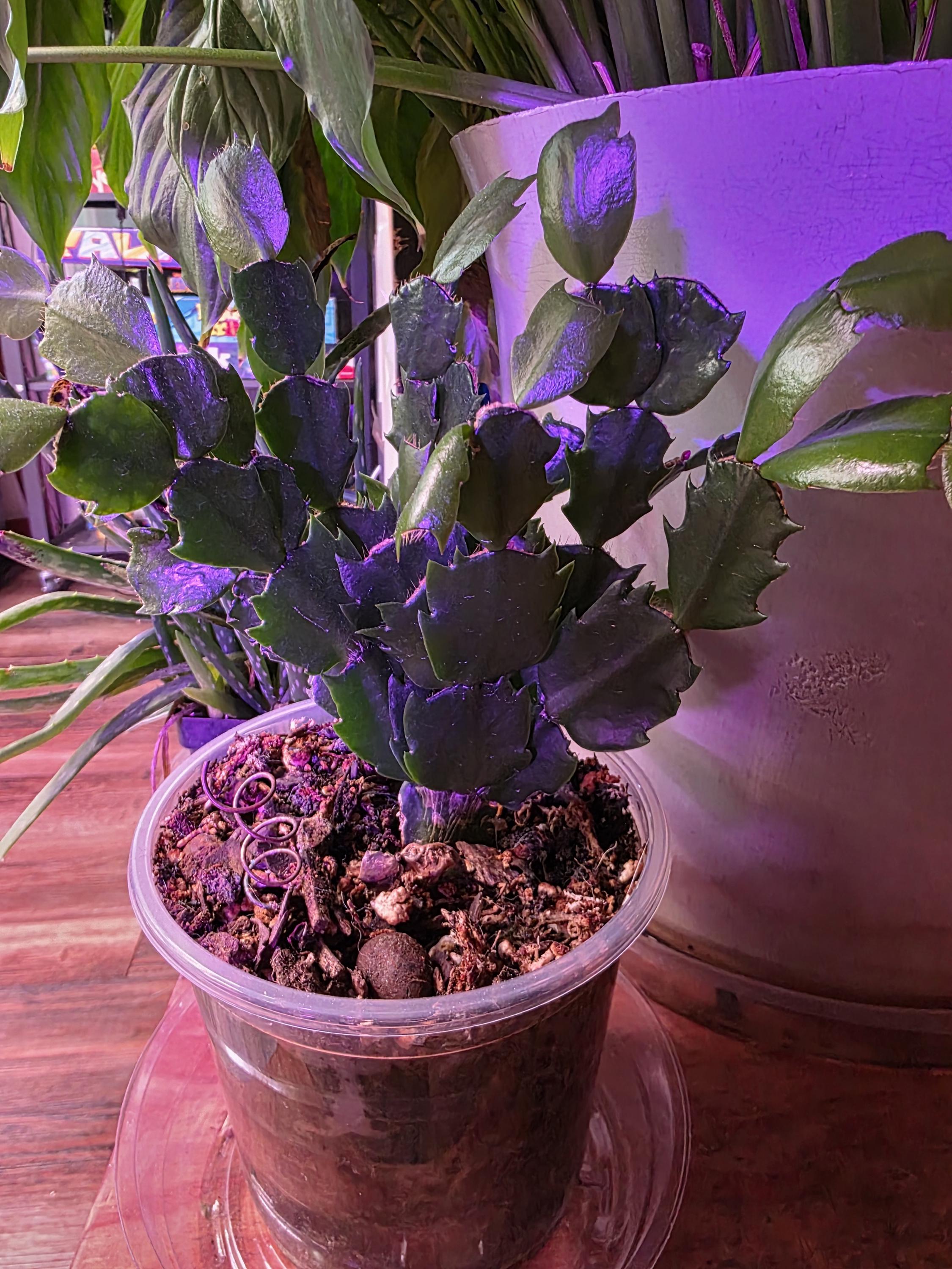 Thanksgiving day cactus