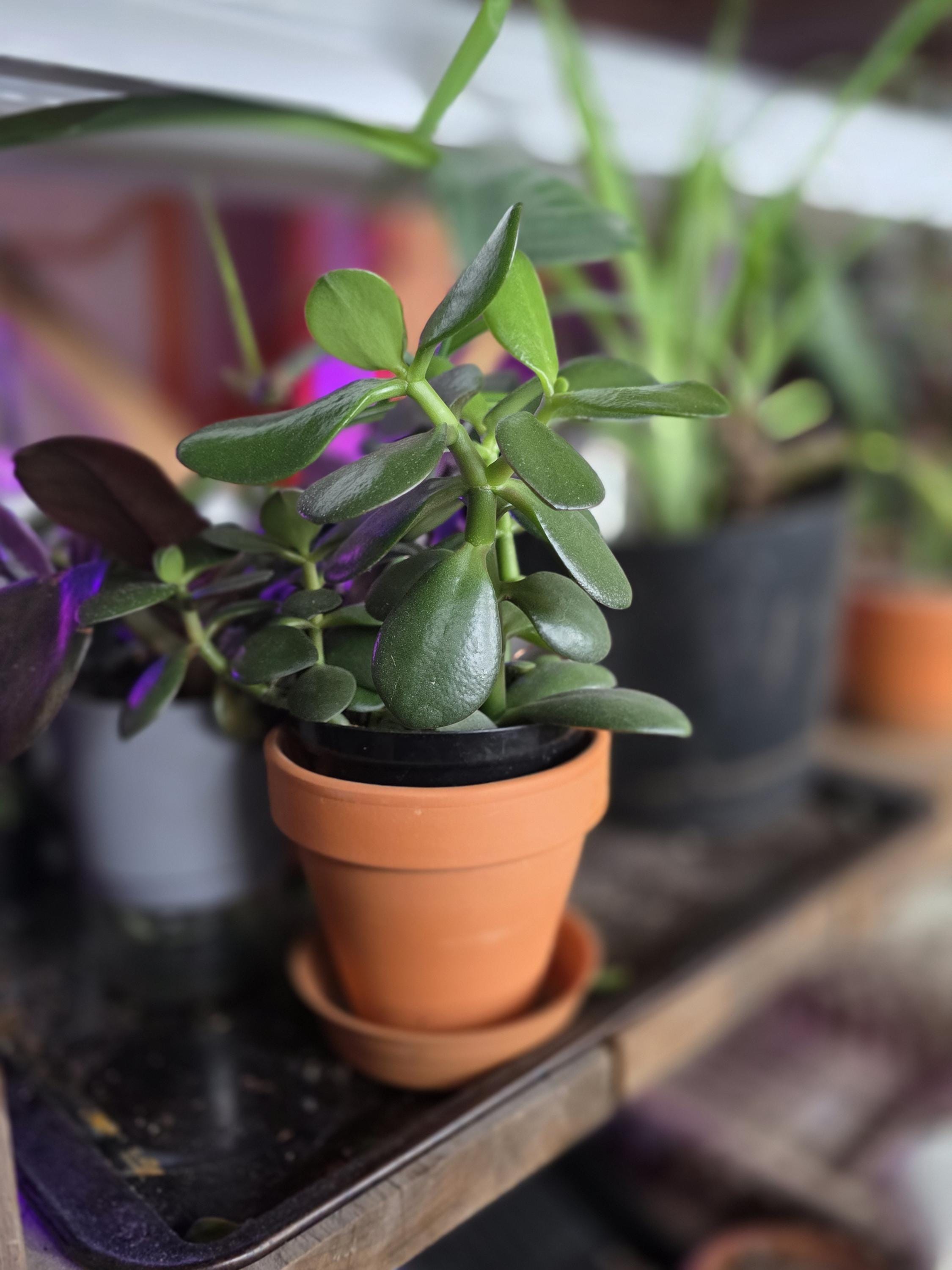 Jade plant