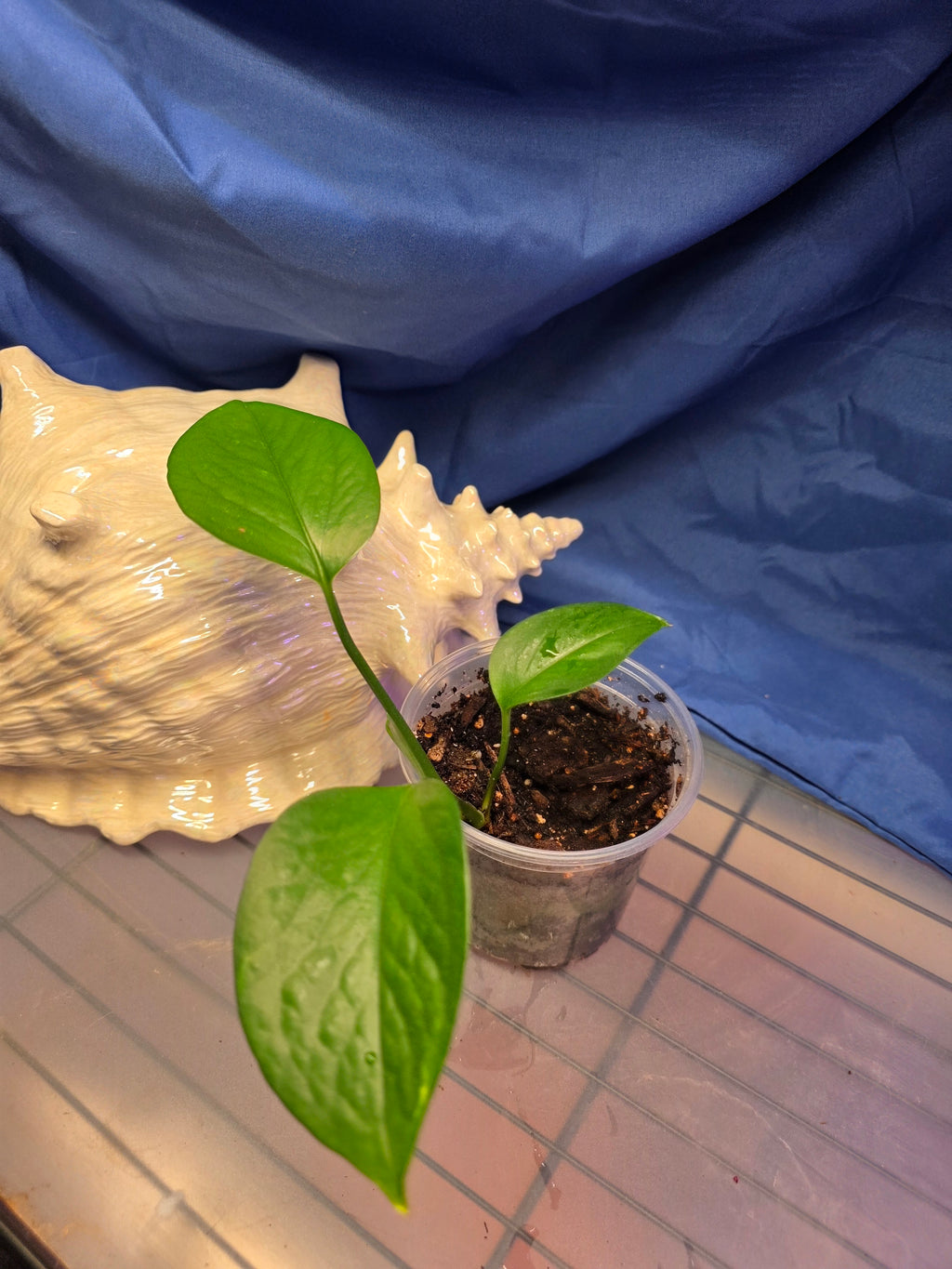 Pothos jade