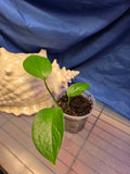 Pothos jade