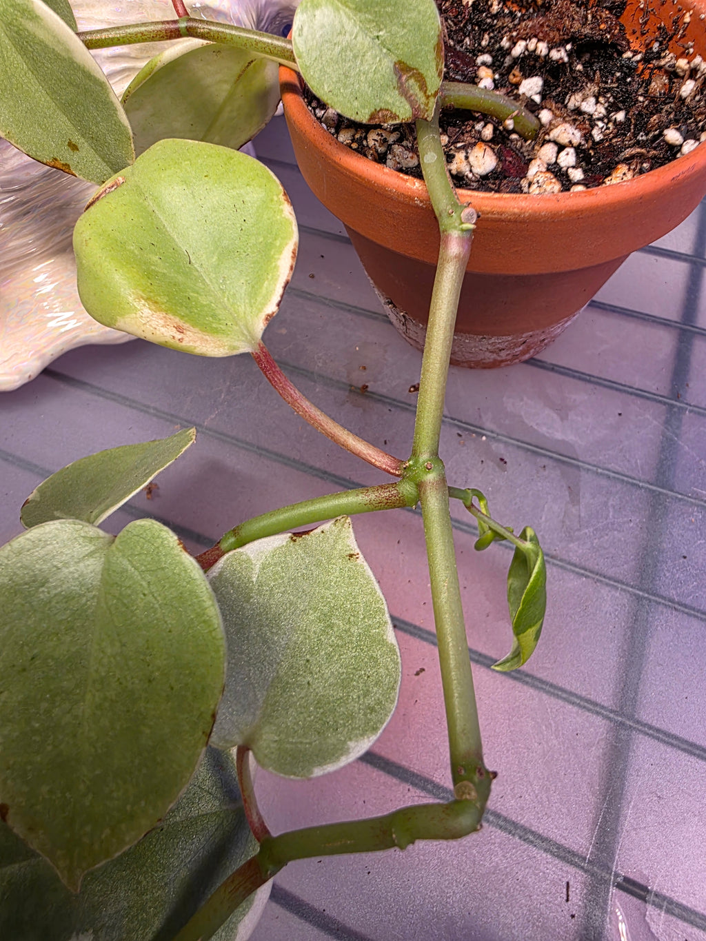 Cupid peperomia