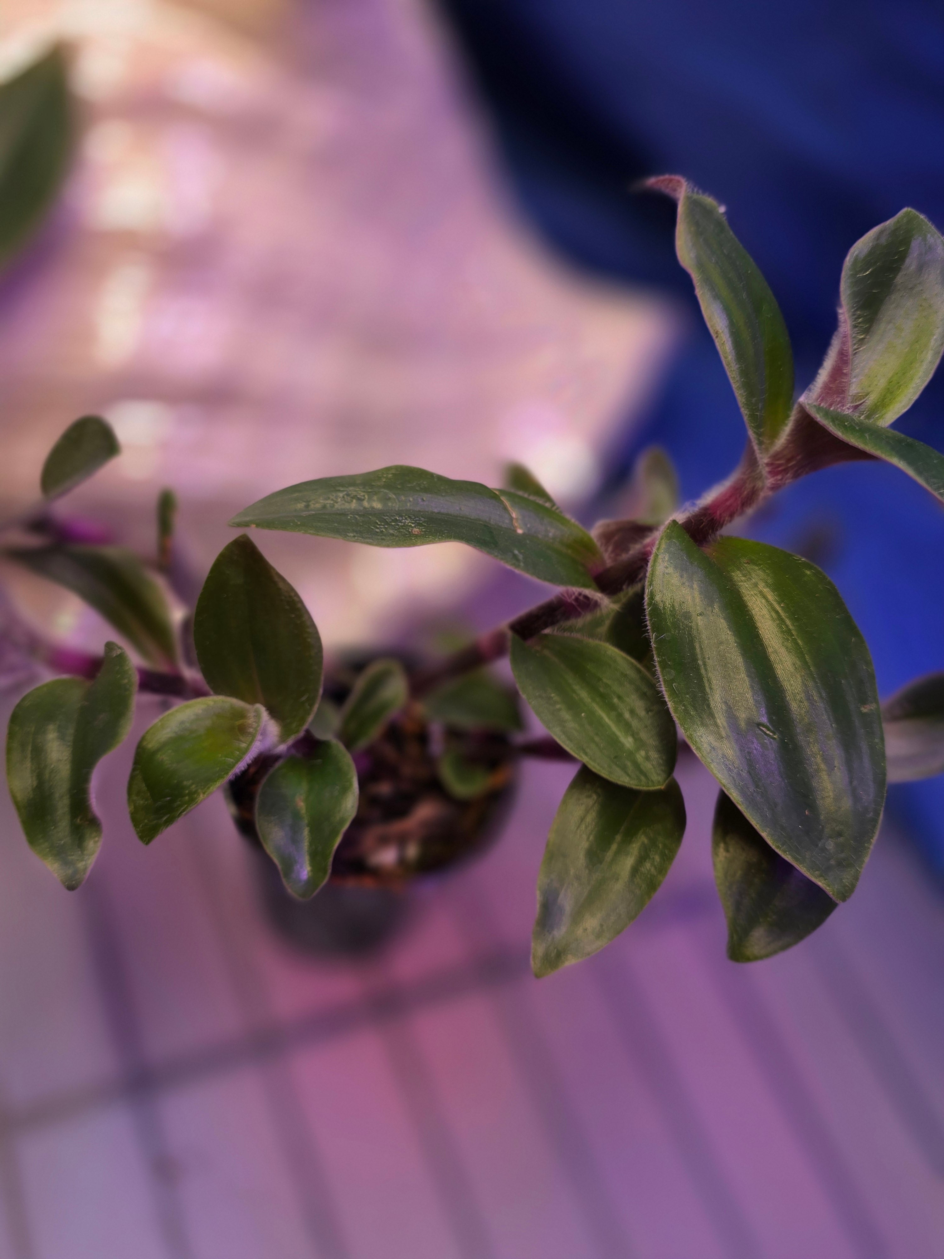 Tradescantia Red Hill