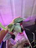 Scindapsus platinum 'silver hero'