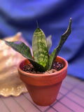 Sansevieria Black Coral
