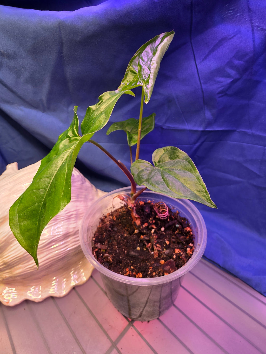 Syngonium Green Arowhead
