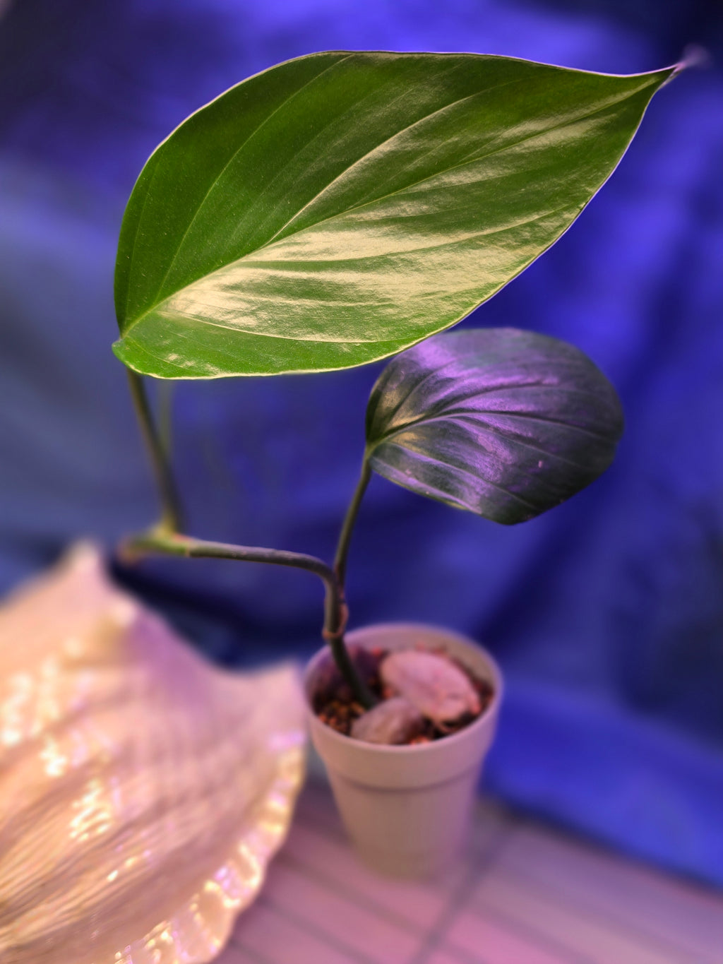 Rhaphidophora Dragon Tail