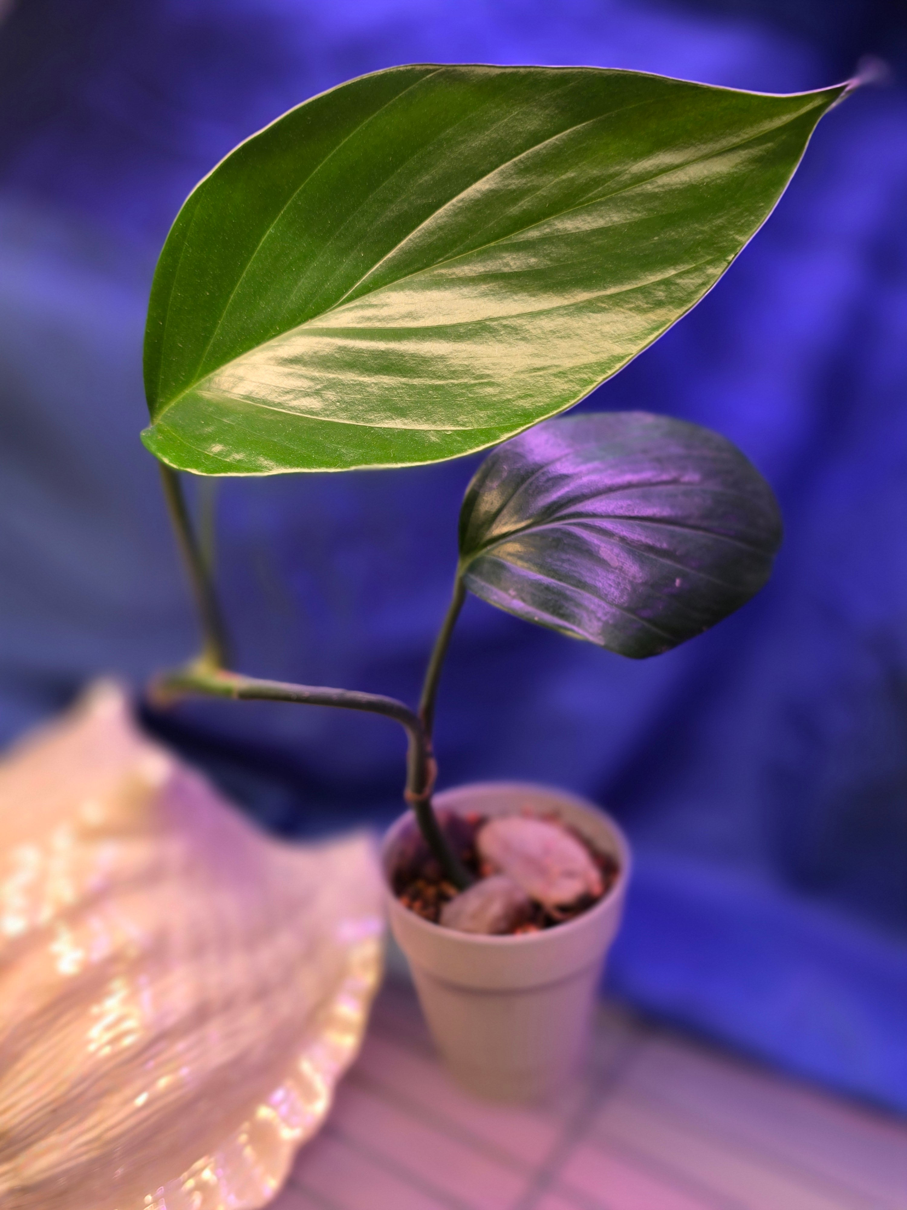 Rhaphidophora Dragon Tail