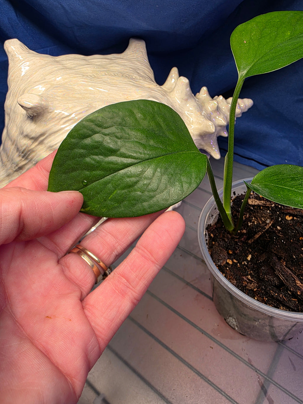 Pothos jade