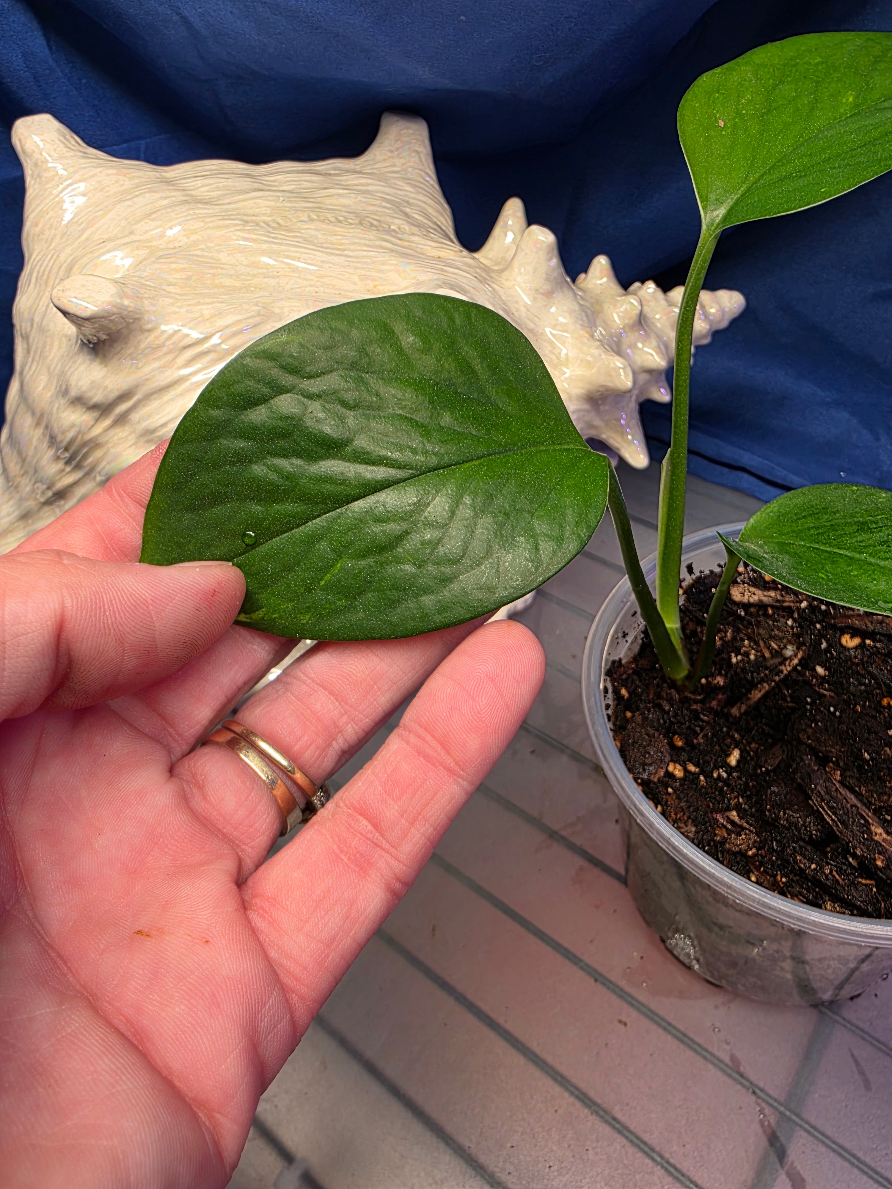 Pothos jade