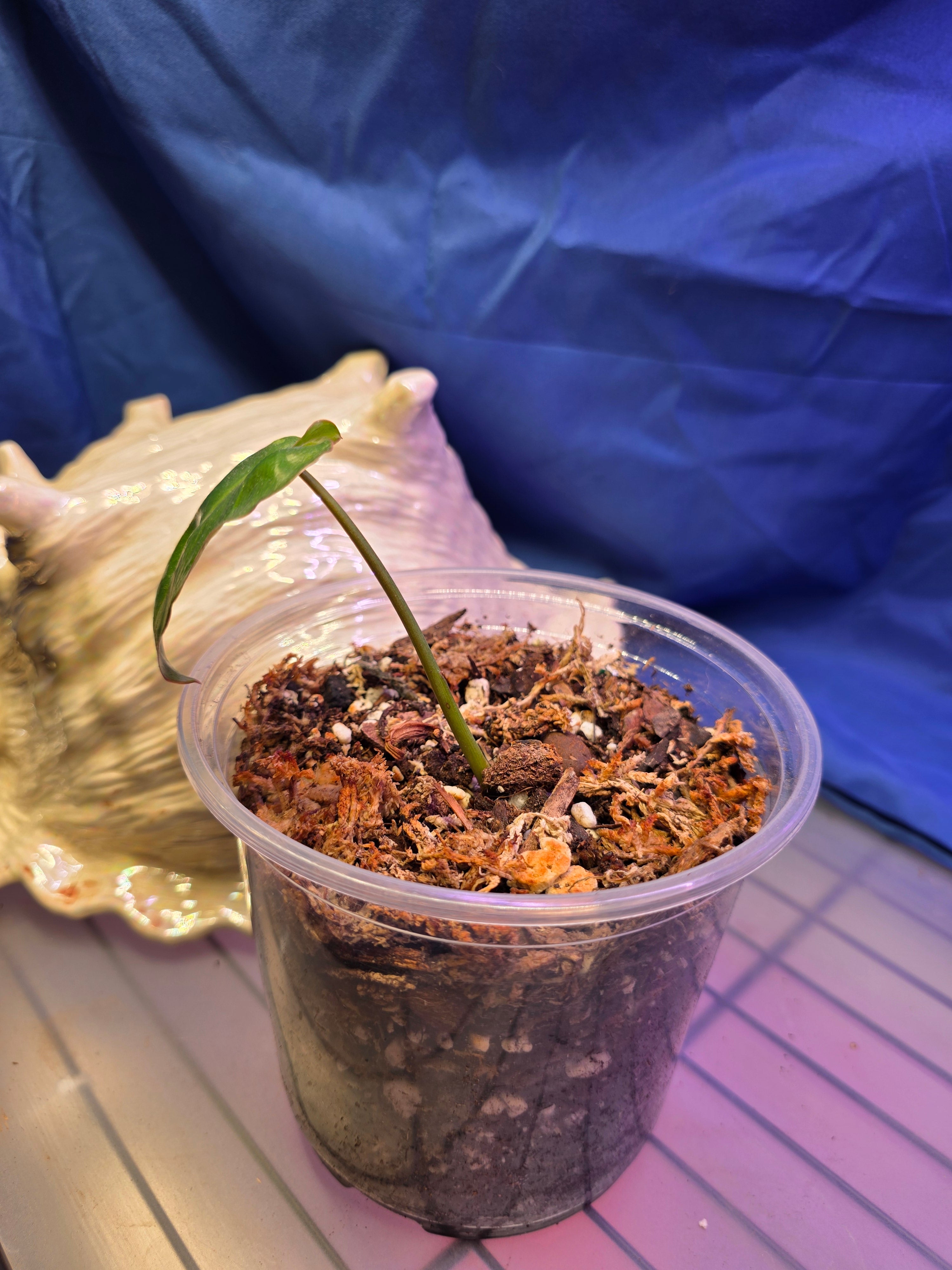 Philodendron Jose Buono