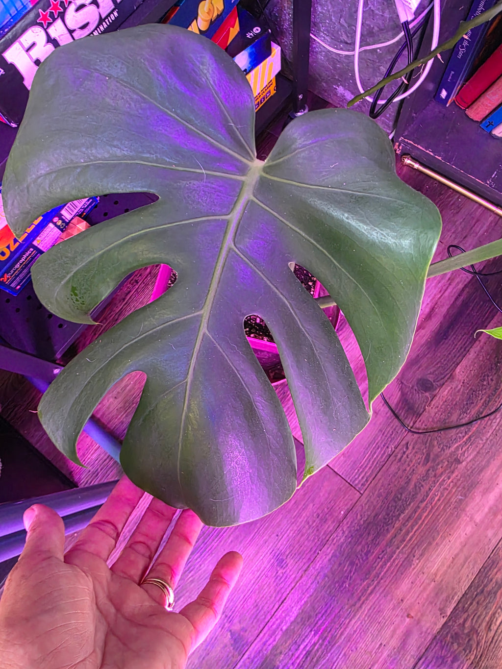 Monstera