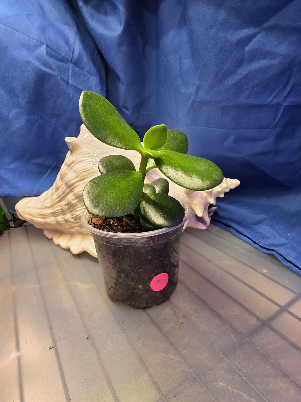Jade