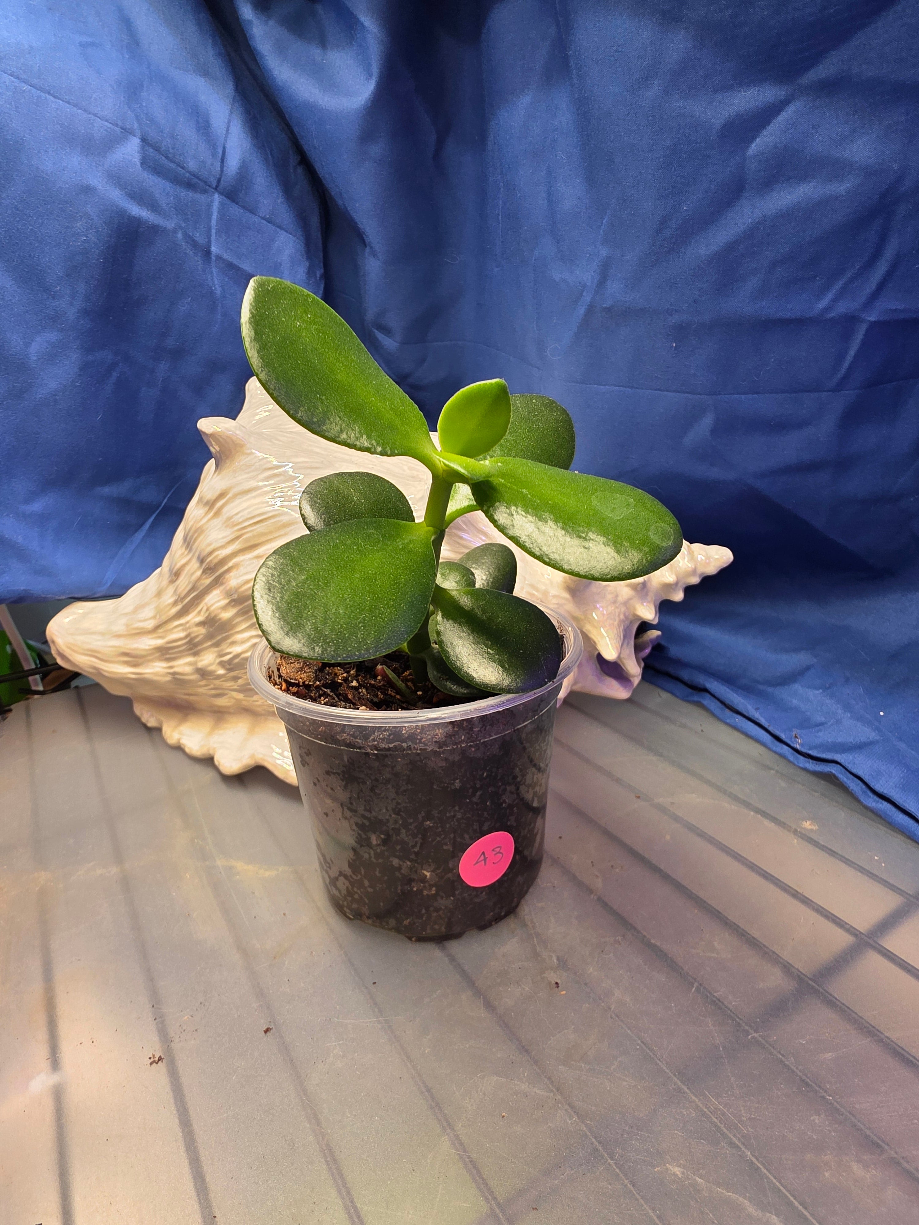 Jade