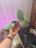 Scindapsus platinum 'silver hero'