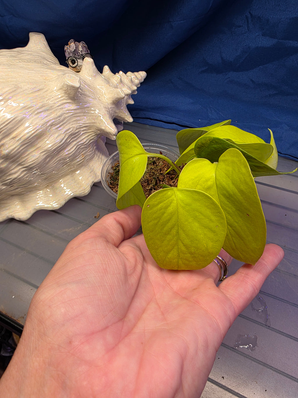 Pothos neon