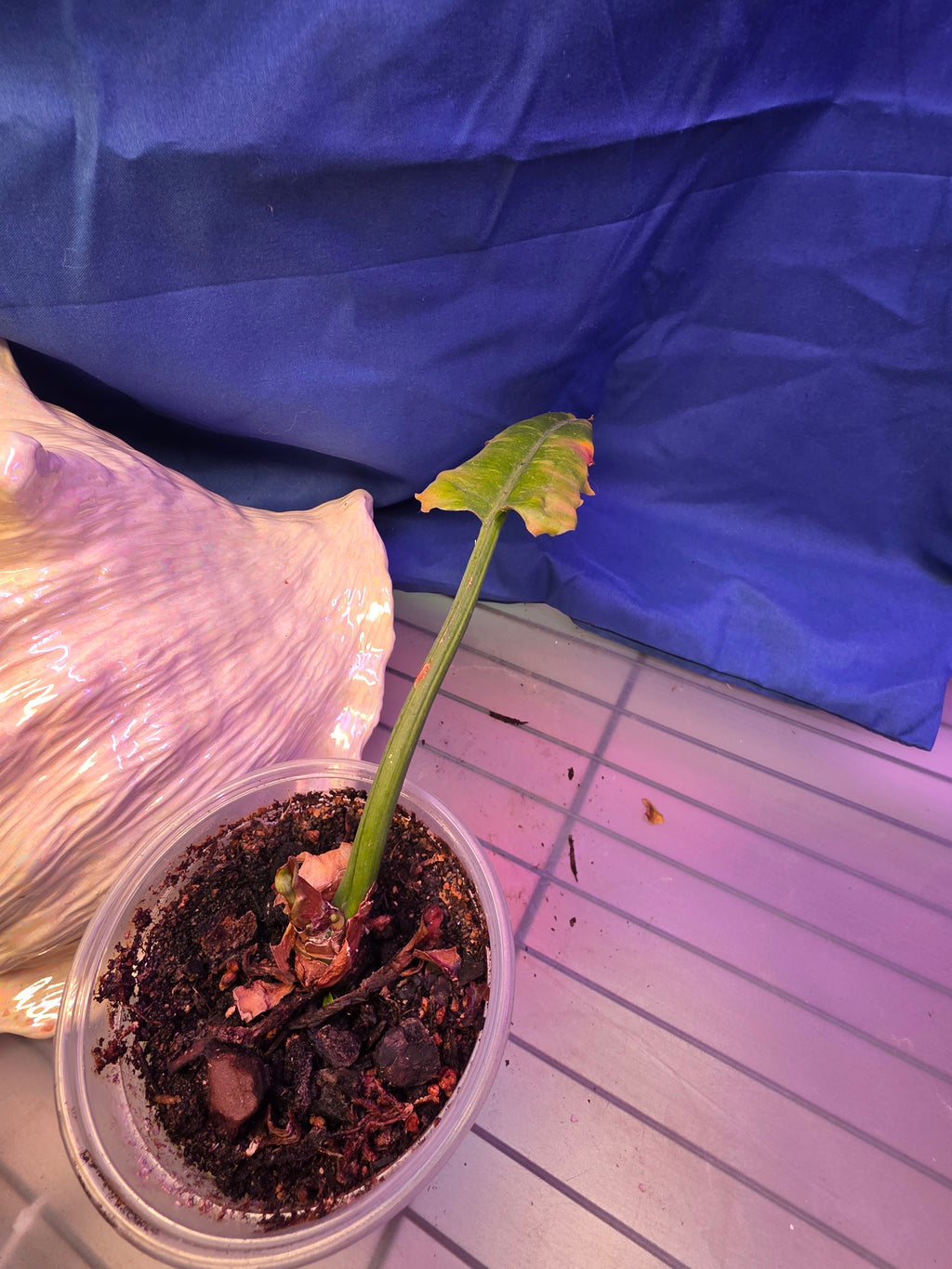 Philodendron Jungle Boogie