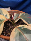 Ficus elastic Tineke