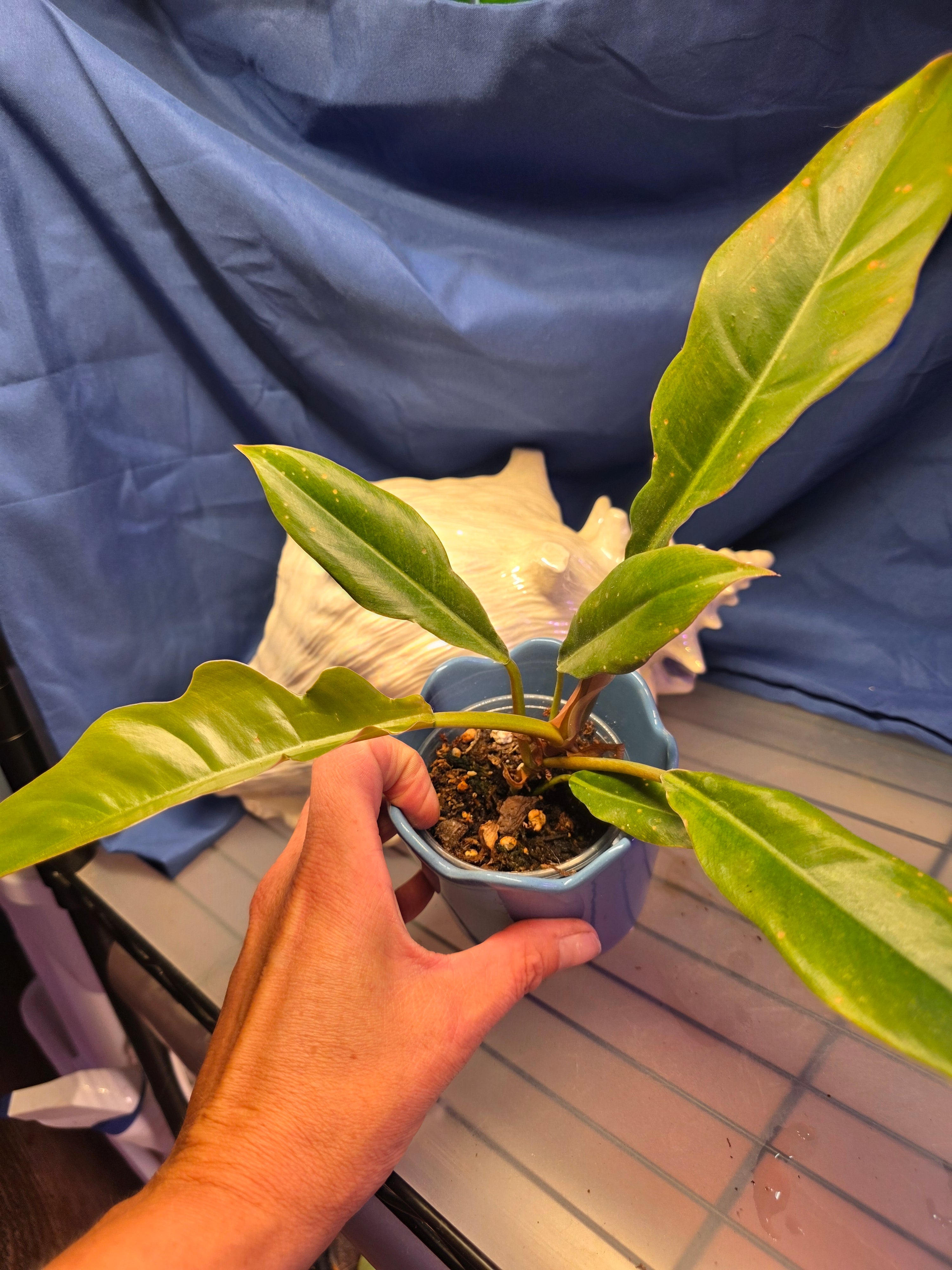 Philodendron jungle boogie