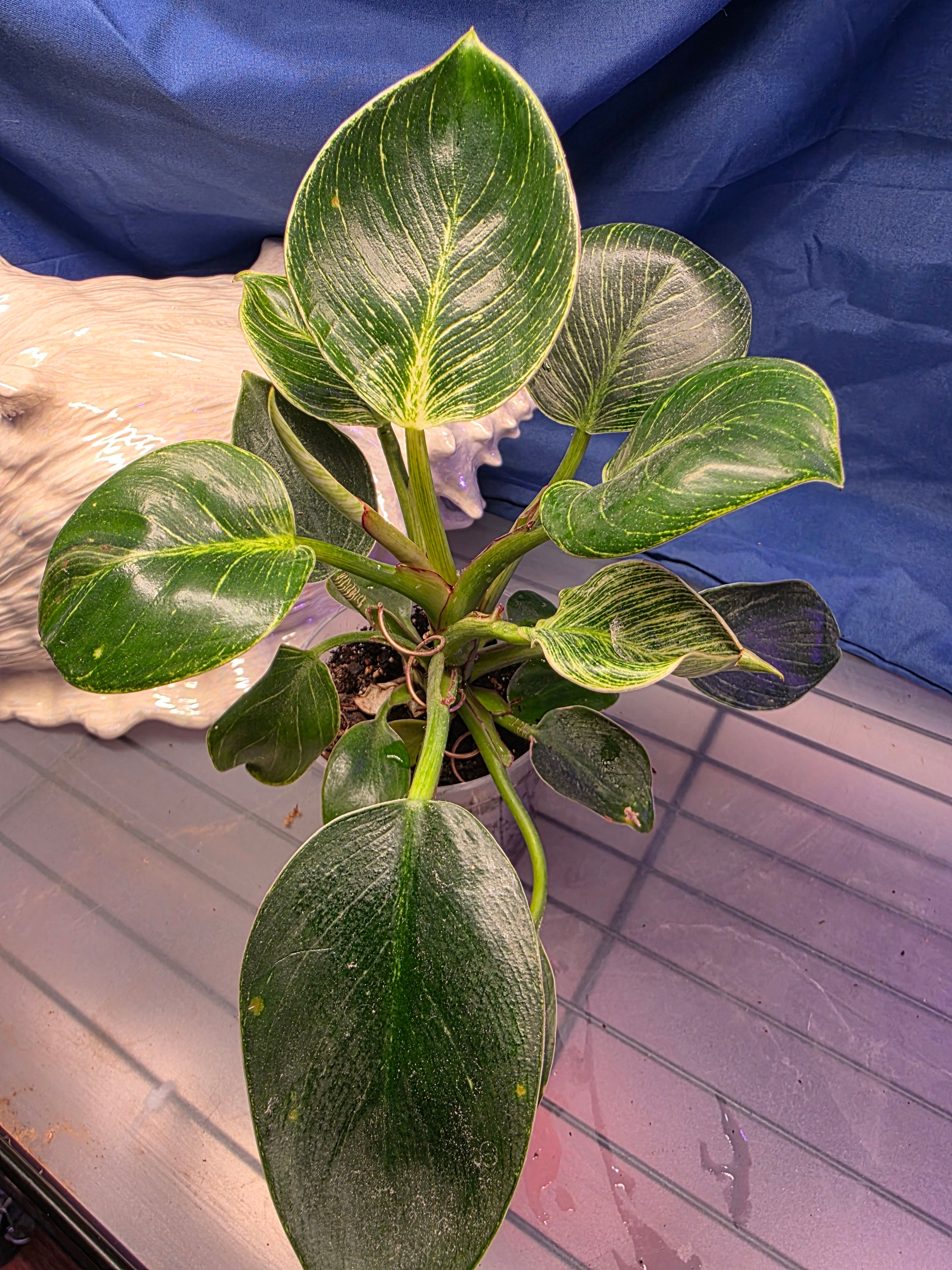 Philodendron berkin