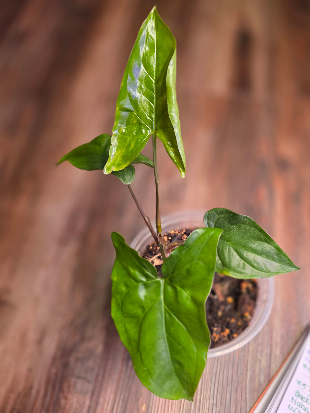 Syngonium Green Arowhead