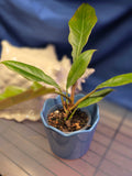Philodendron jungle boogie