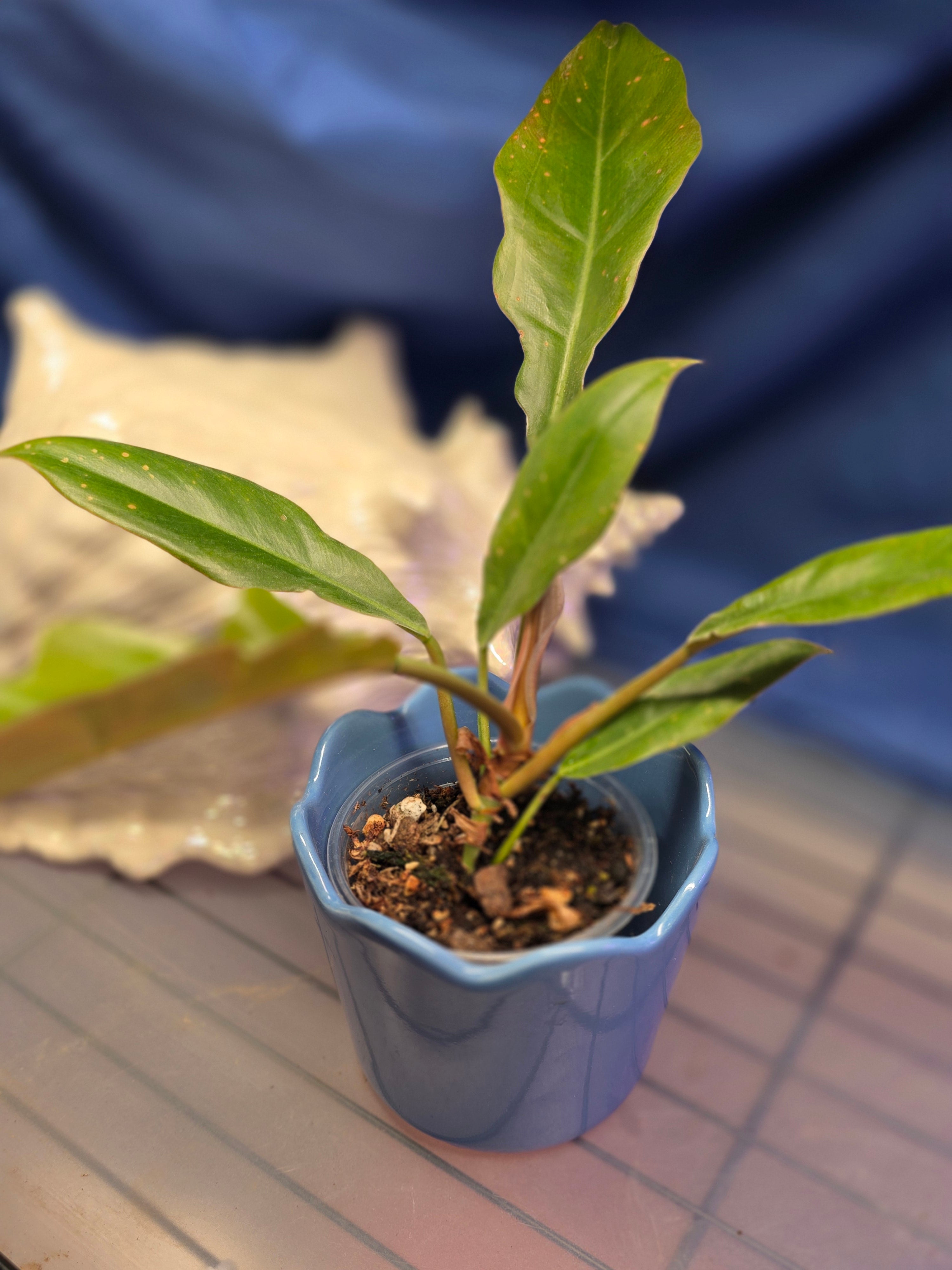 Philodendron jungle boogie
