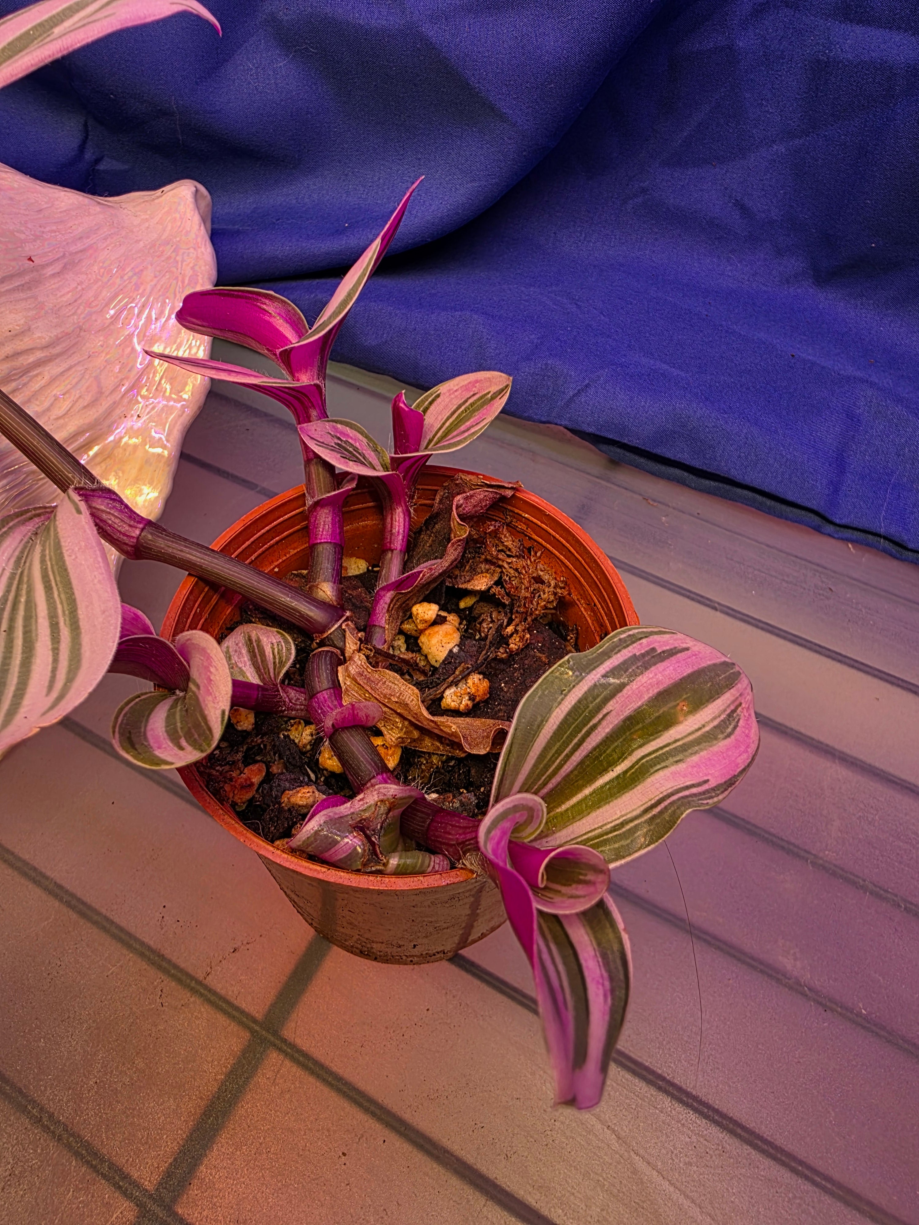 Tradescantia Nanouk