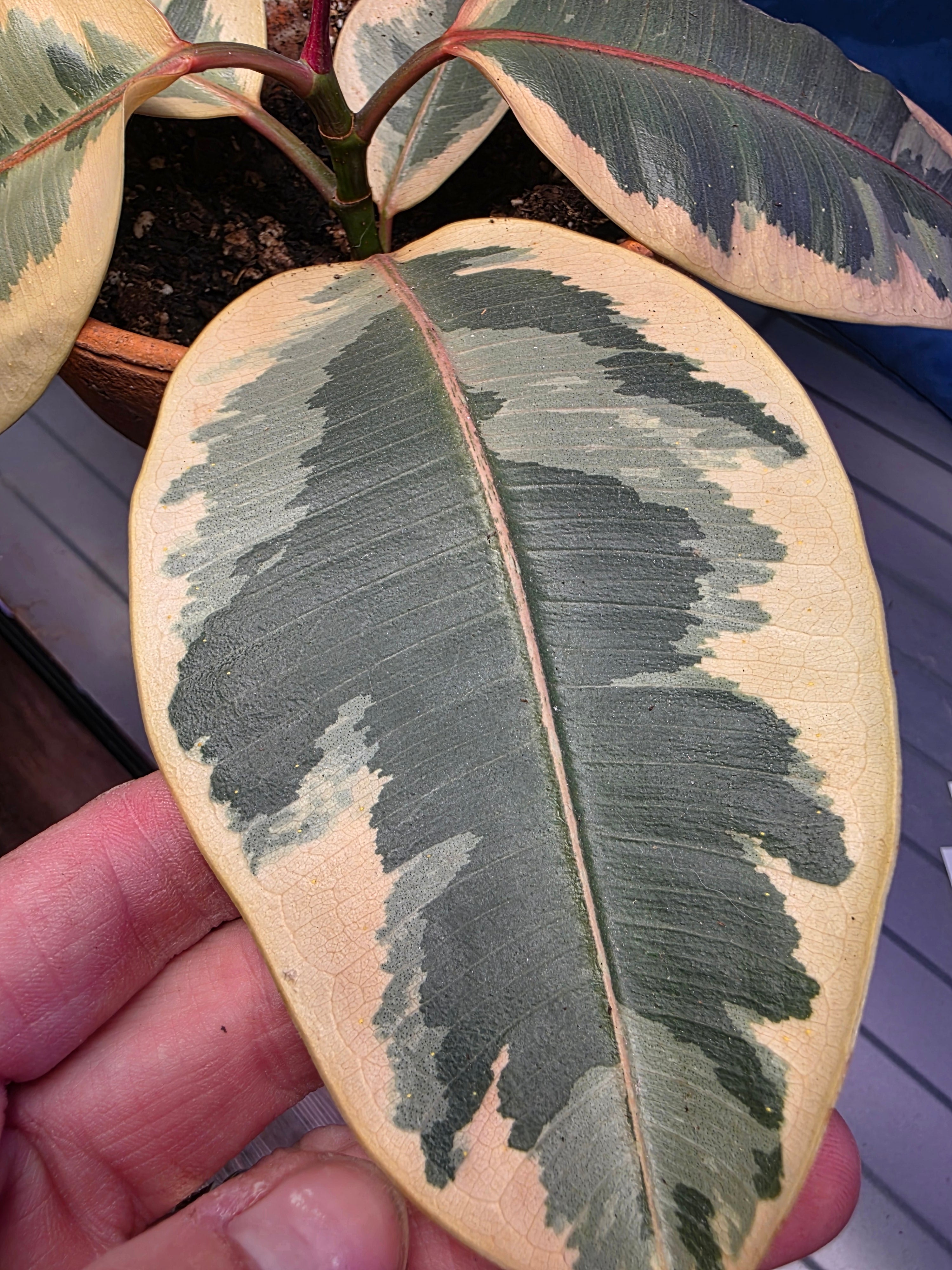 Ficus elastic Tineke