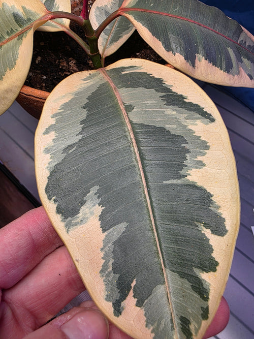 Ficus elastic Tineke