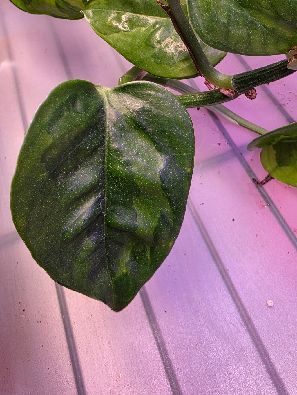 Pothoes Green Giant