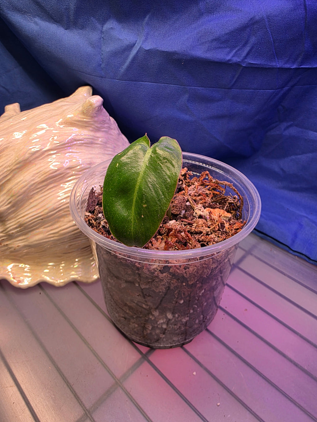 Philodendron Jose Buono