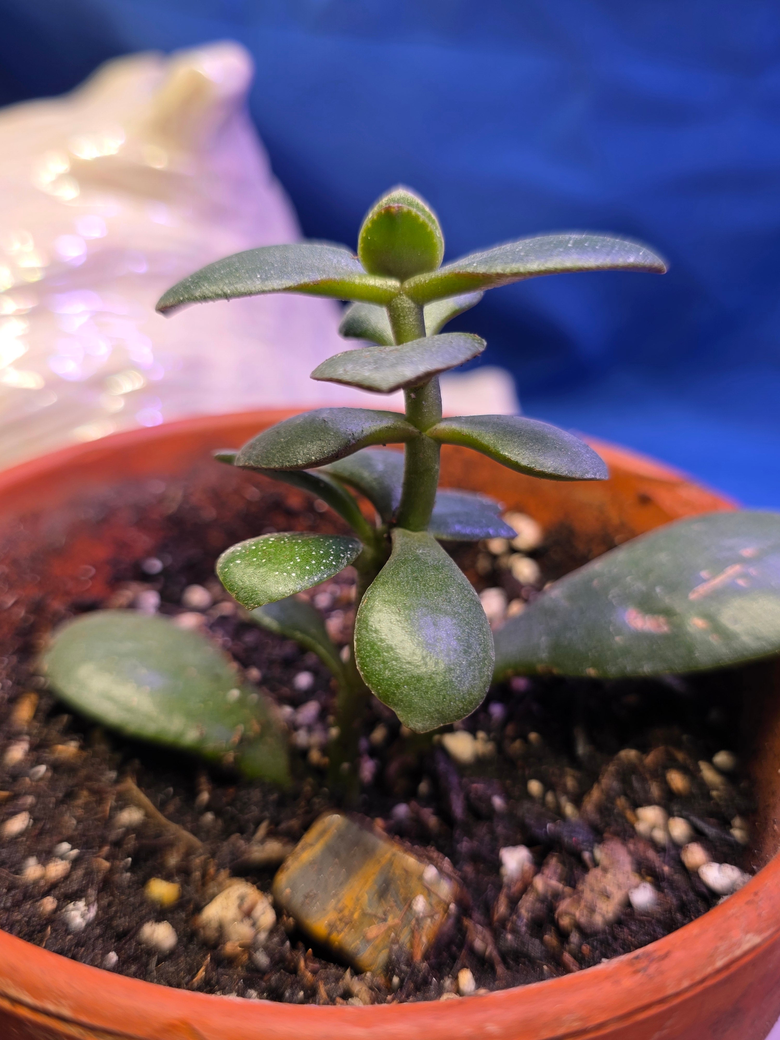 Jade