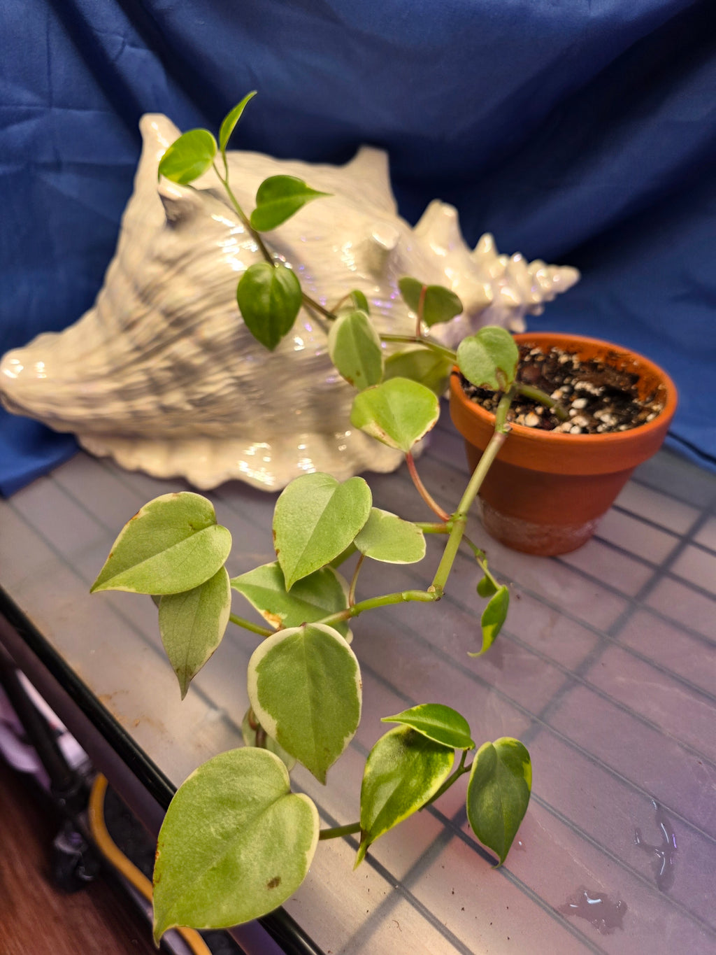 Cupid peperomia