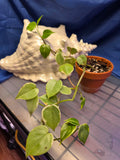 Cupid peperomia