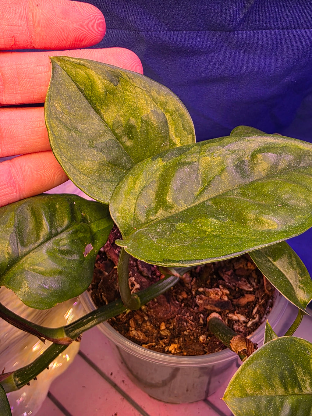 Pothoes Green Giant