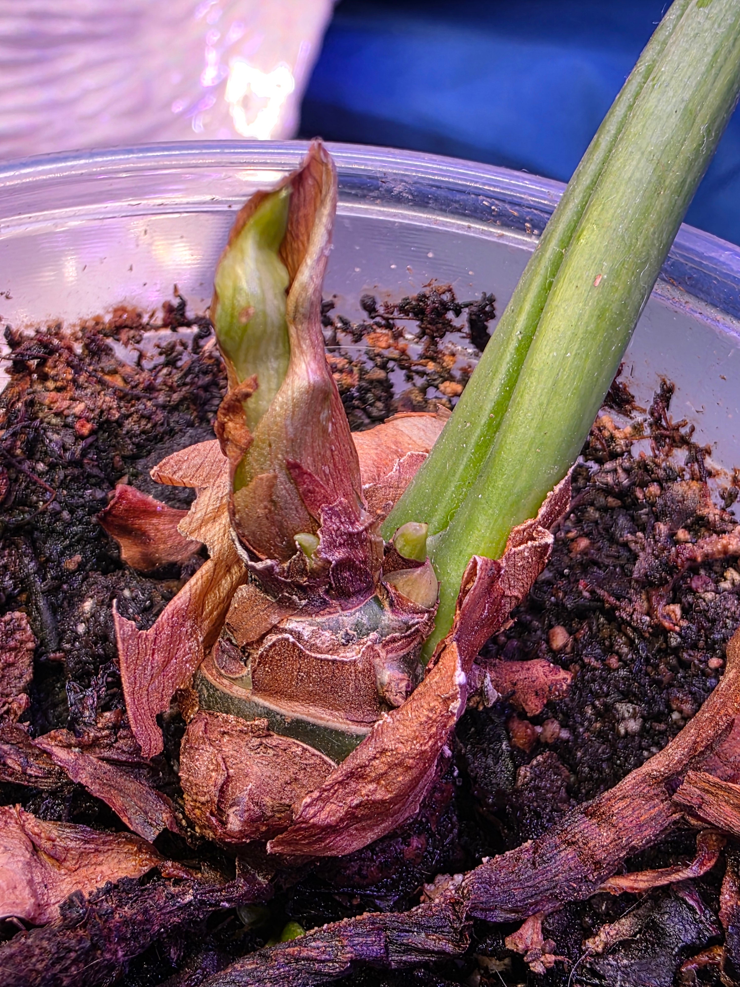 Philodendron Jungle Boogie