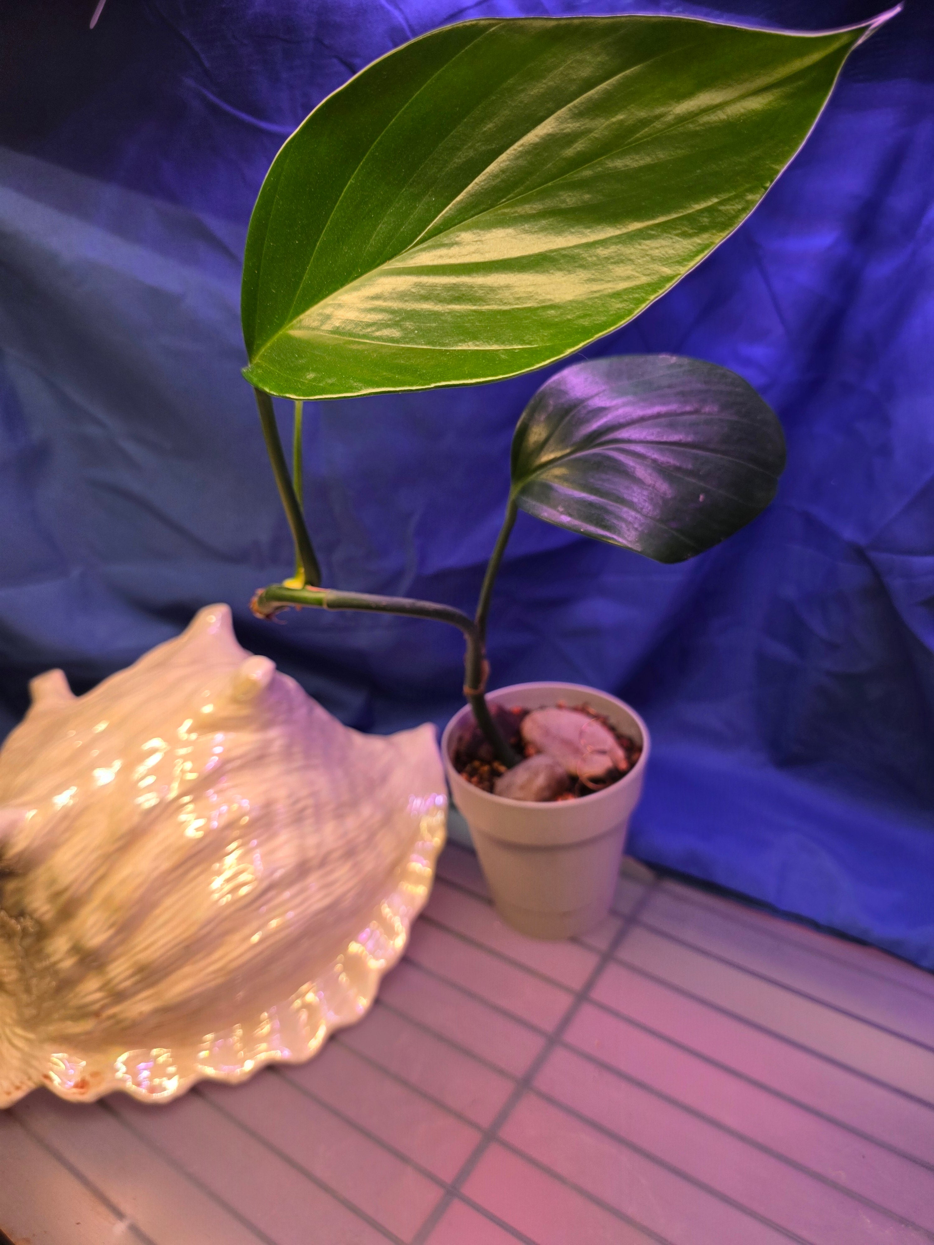 Rhaphidophora Dragon Tail