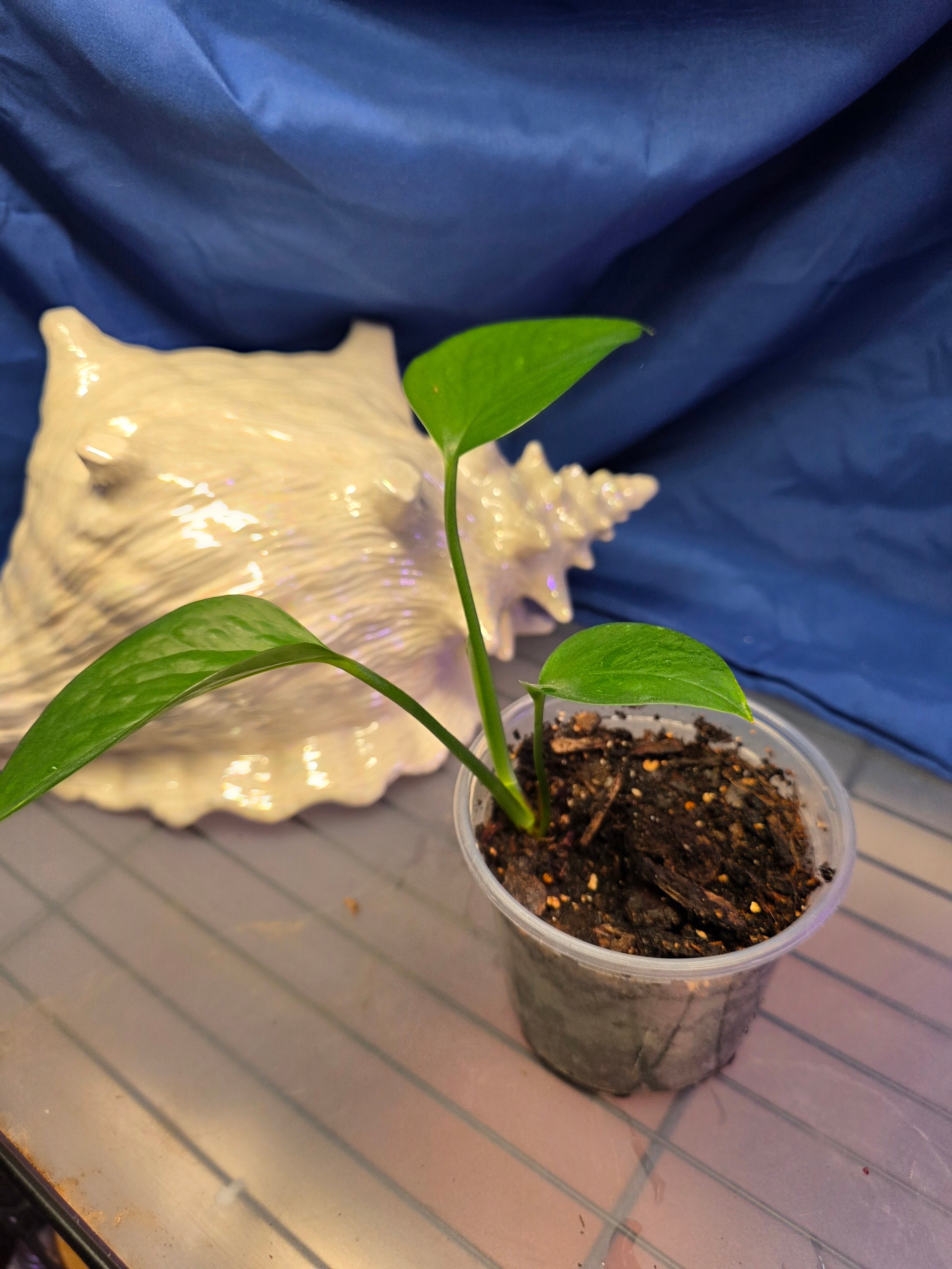 Pothos jade