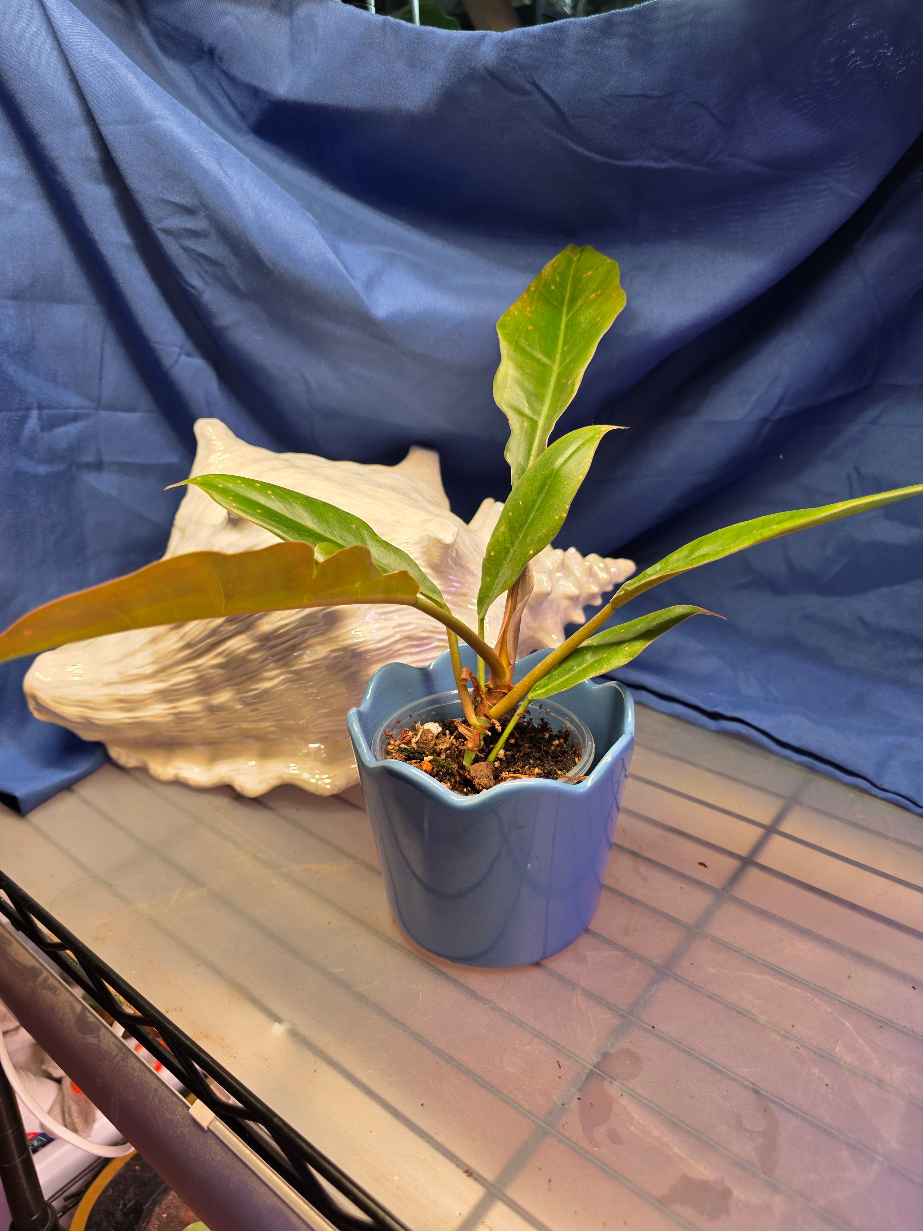 Philodendron jungle boogie
