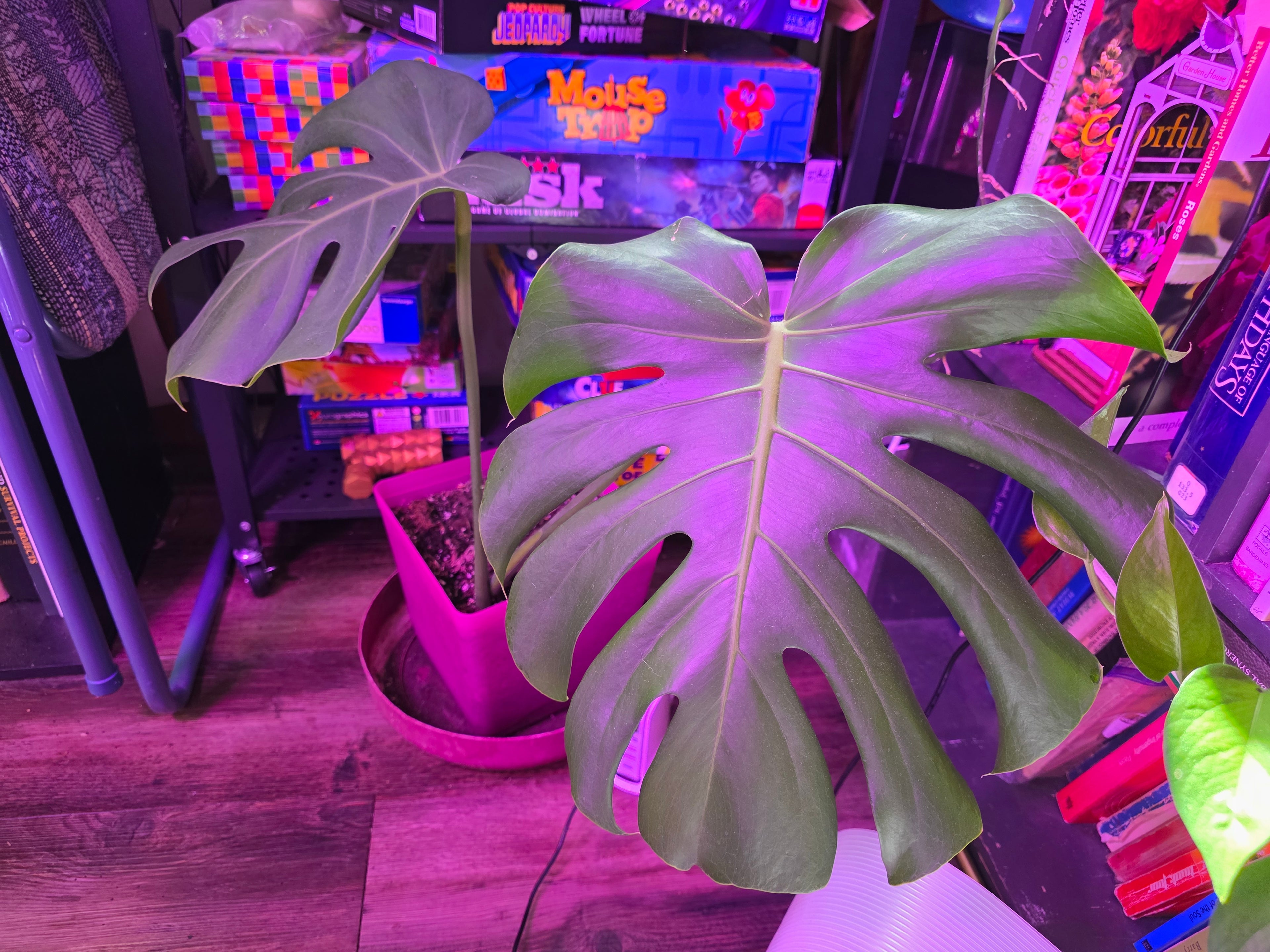 Monstera
