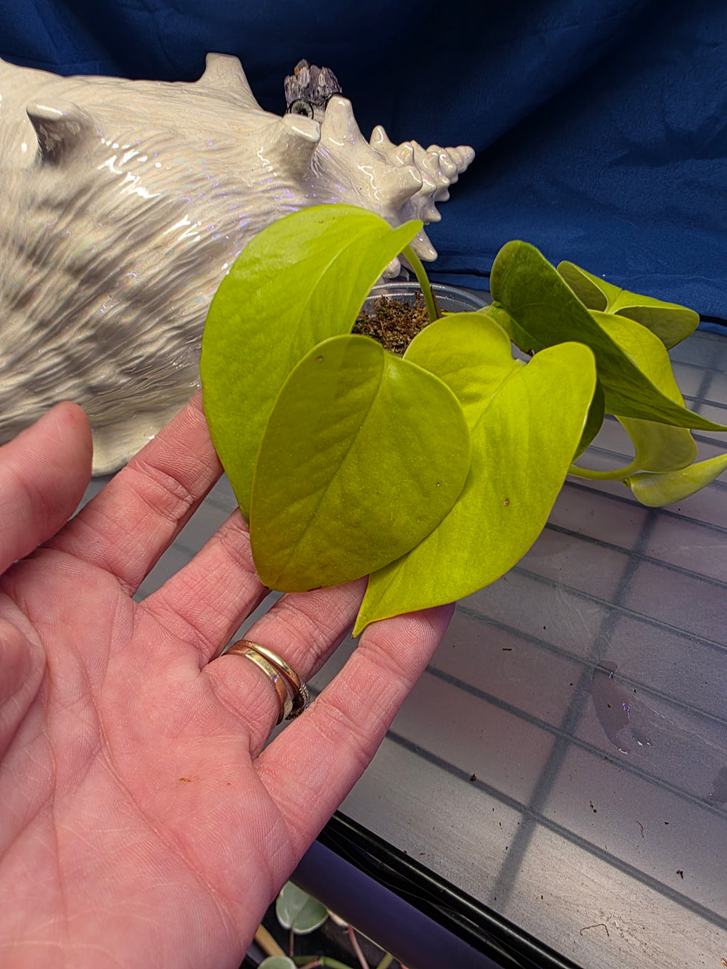 Pothos neon
