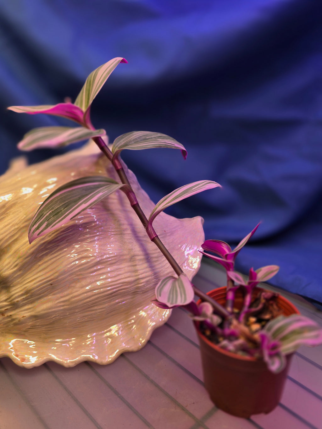Tradescantia Nanouk