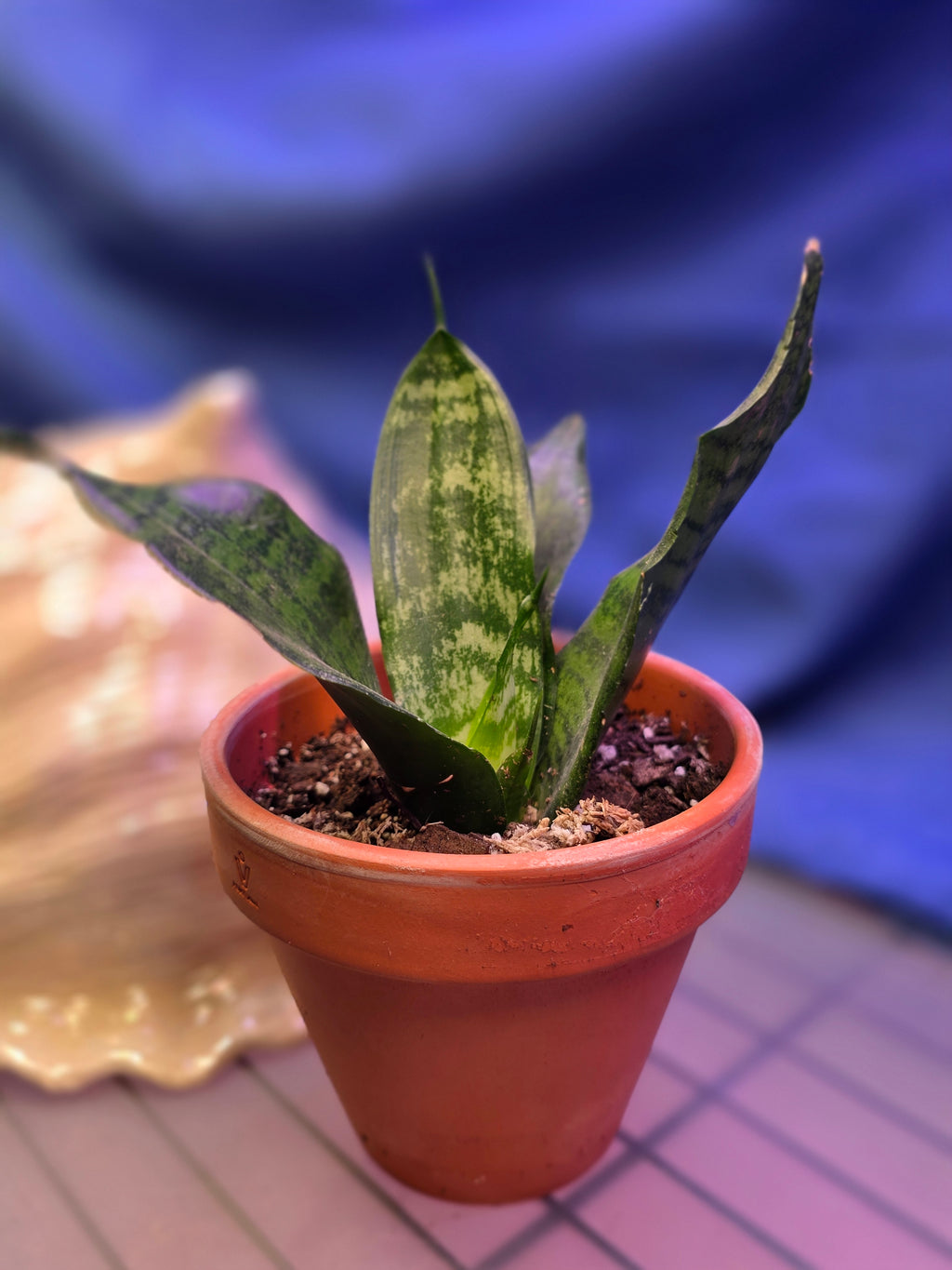 Sansevieria Black Coral