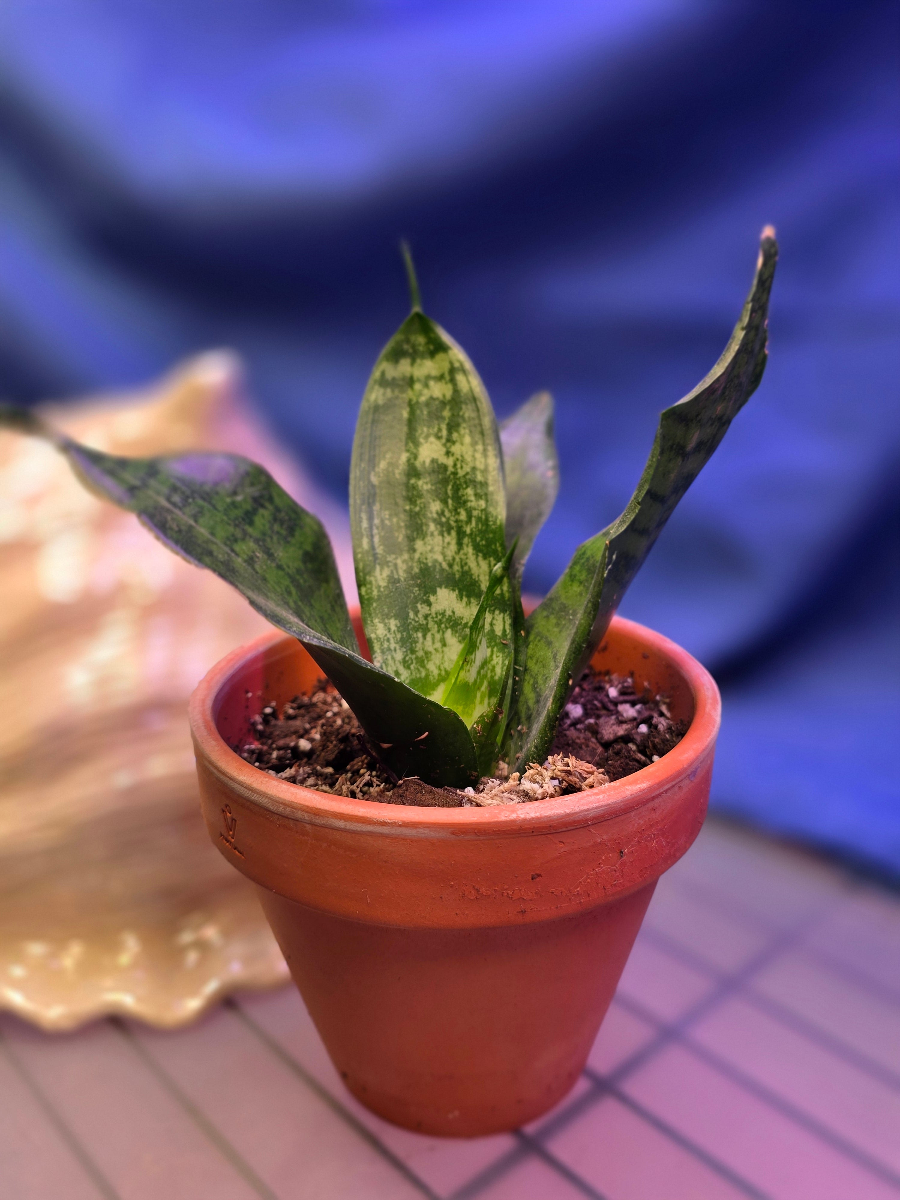 Sansevieria Black Coral