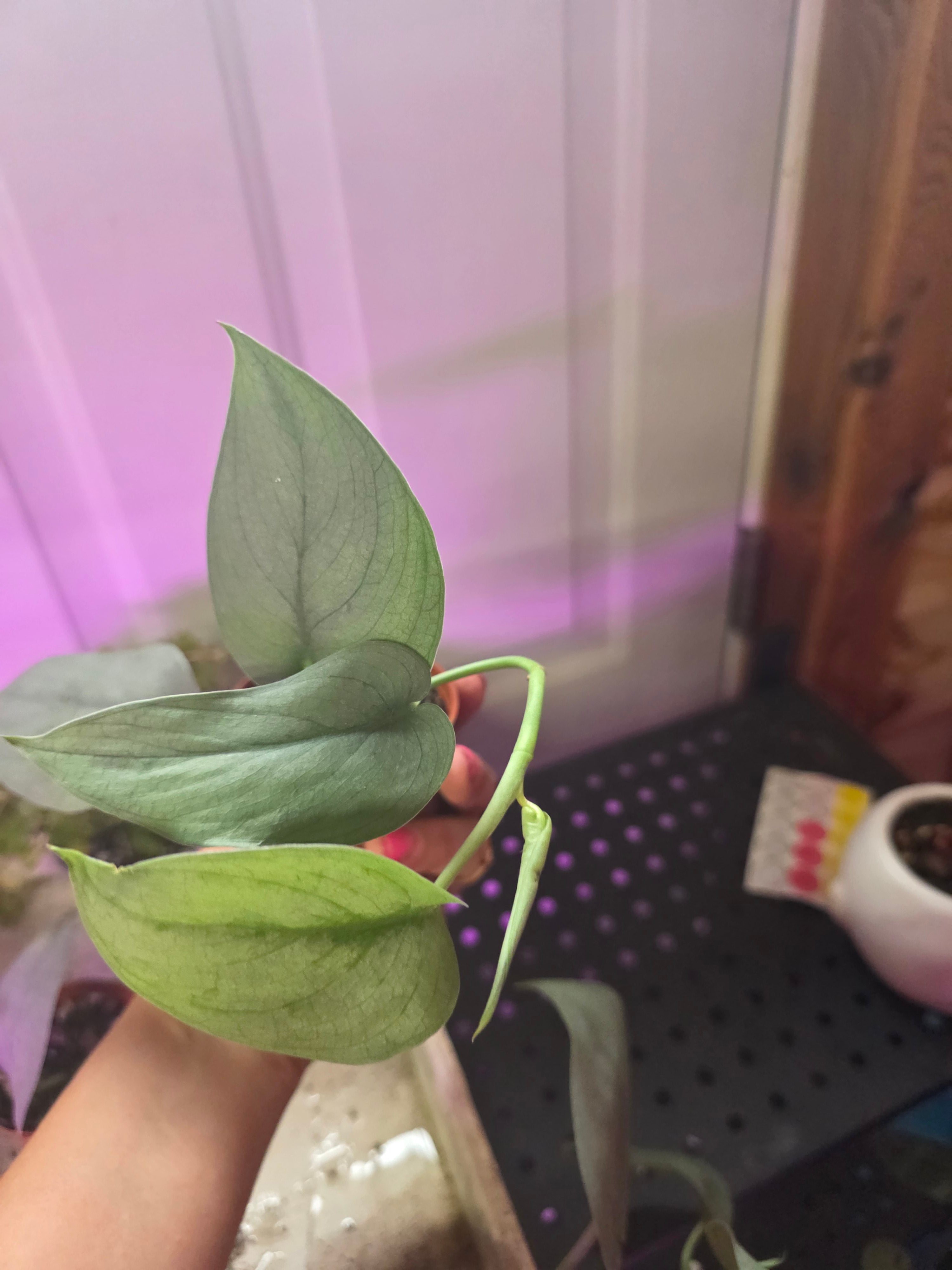 Scindapsus platinum 'silver hero'