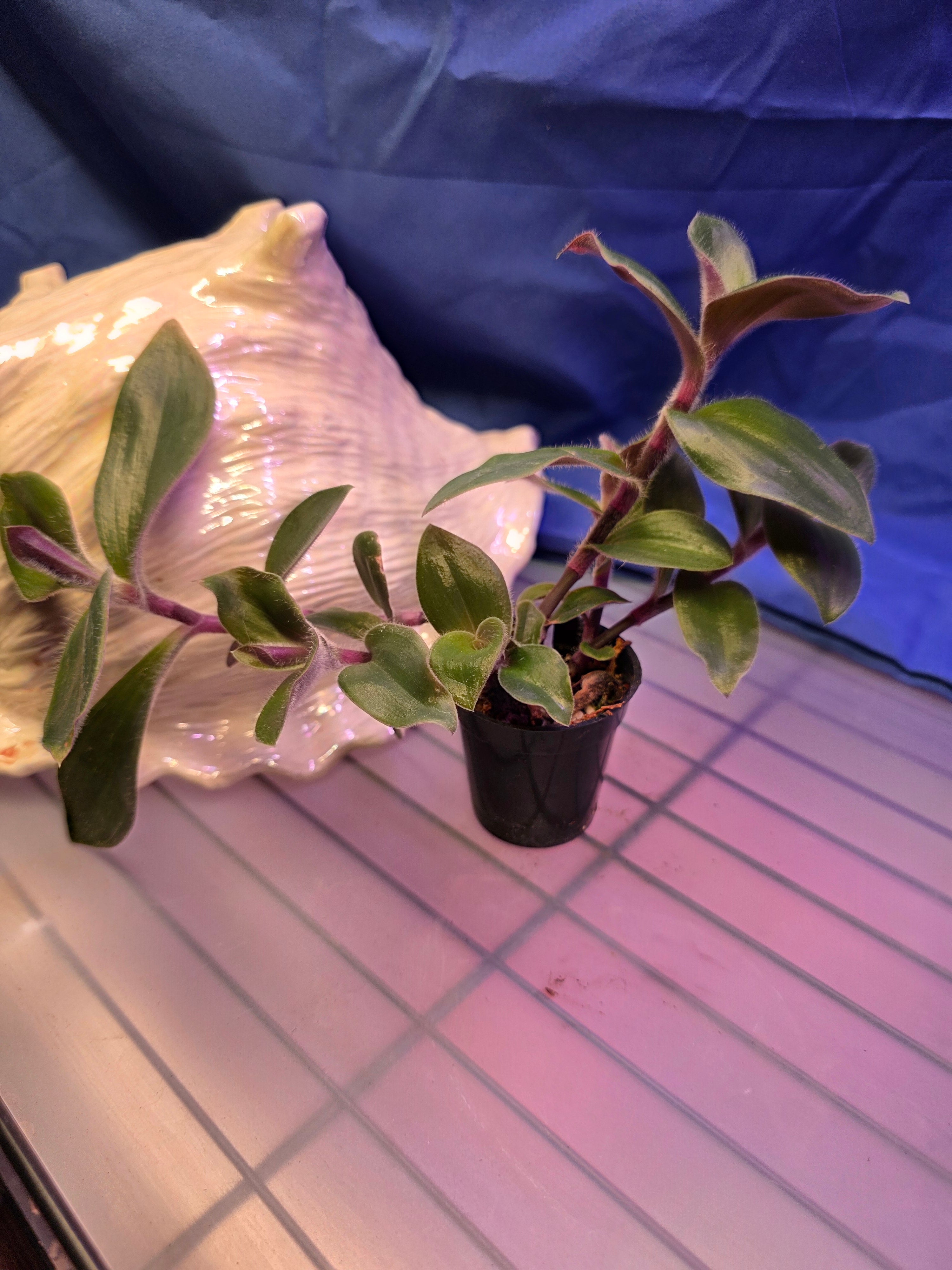 Tradescantia Red Hill